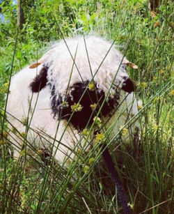Slieveroe Valais Sheep