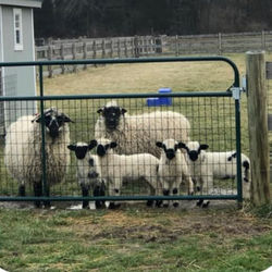 Valais at Windy Acres Farm