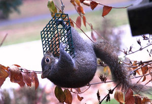 3 Tips To Keeping Squirrels Off Your Bird Feeder