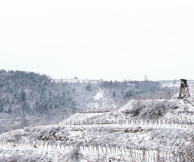 deer in the winter...