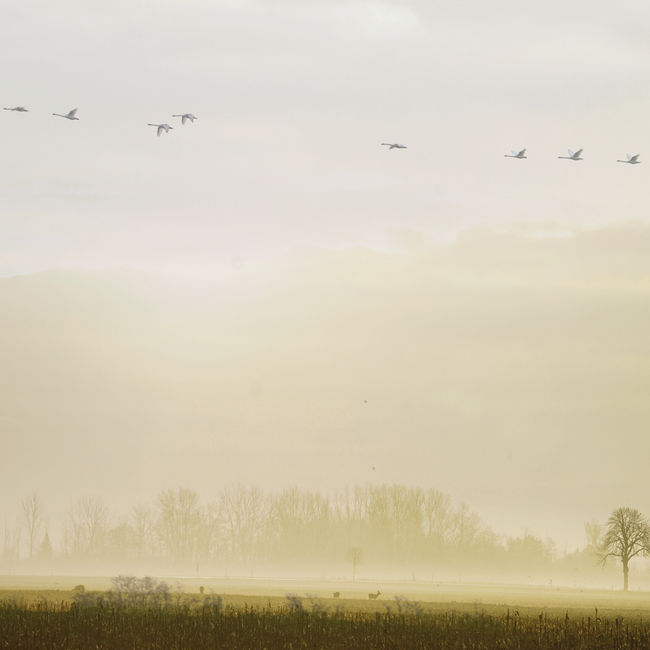 early morning fauna...