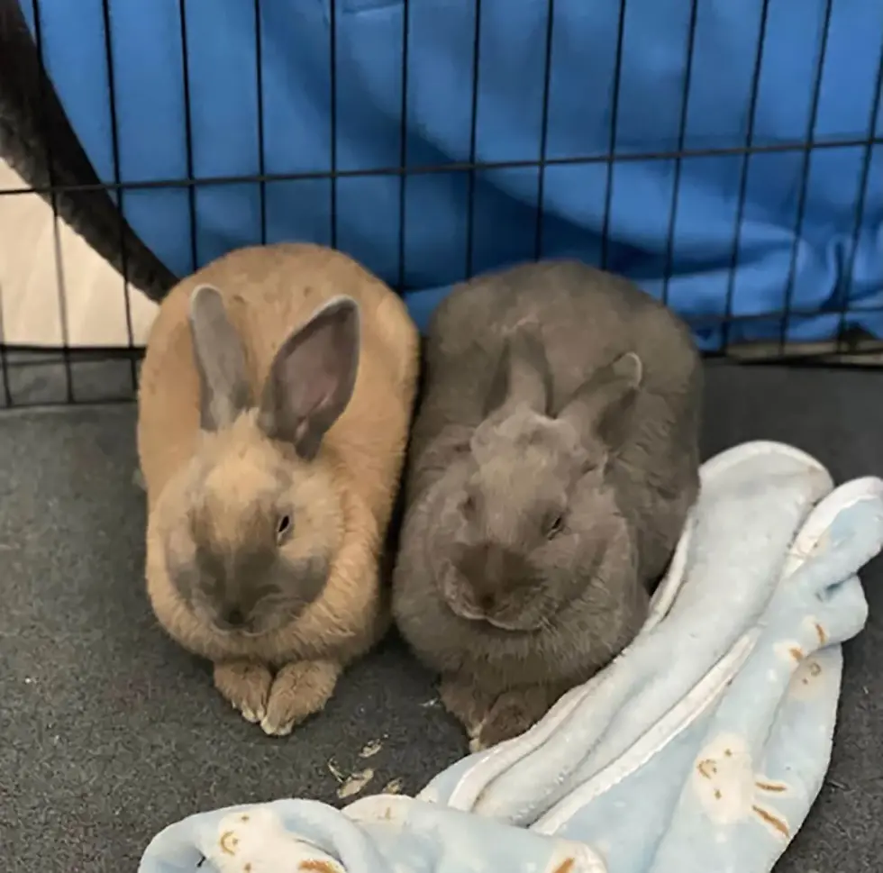 Brothers, constantly at each other’s side.