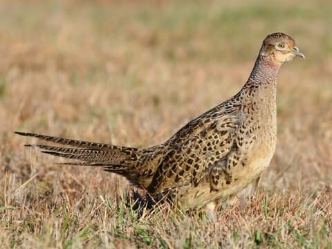 Hen (Adult Female)
