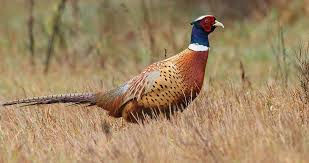 Rooster (Adult Male)