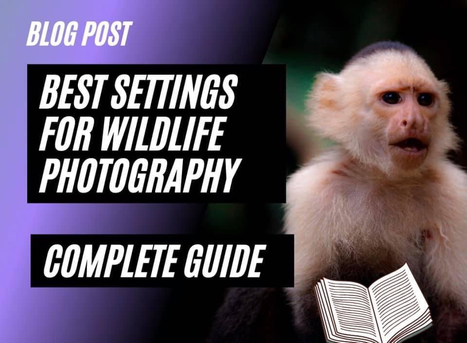 The Best Camera Settings for Wildlife Photography Guide)
