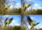 Burst mode for wildlife photography