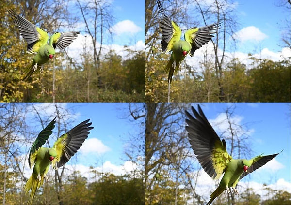 safari photography tips burst shooting mode