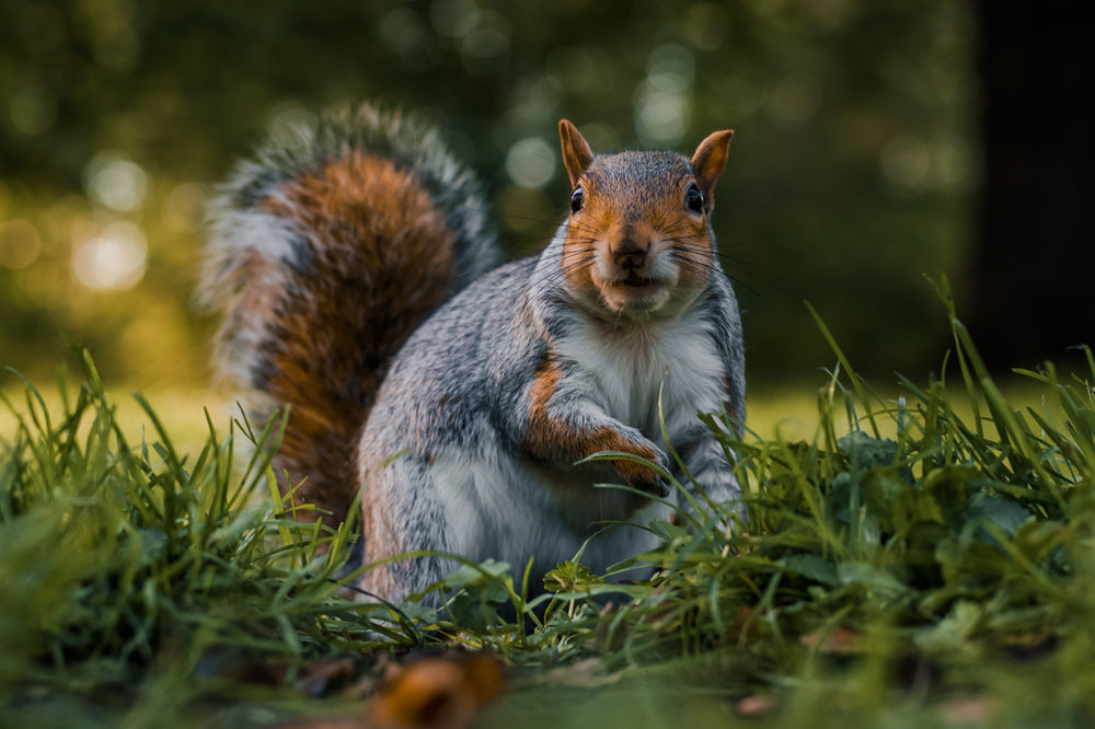 3 Techniques to Improve Your Wildlife Photography...