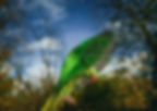 Automatic auto focus for Wildlife photography