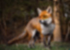 Single focus point for wildlife photography