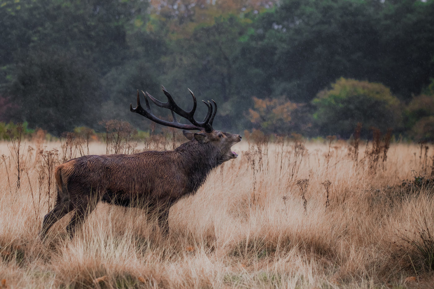 Wildlife photograph by Charlie Page