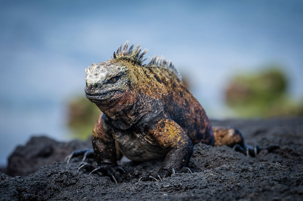 galapagos iguana .jpg