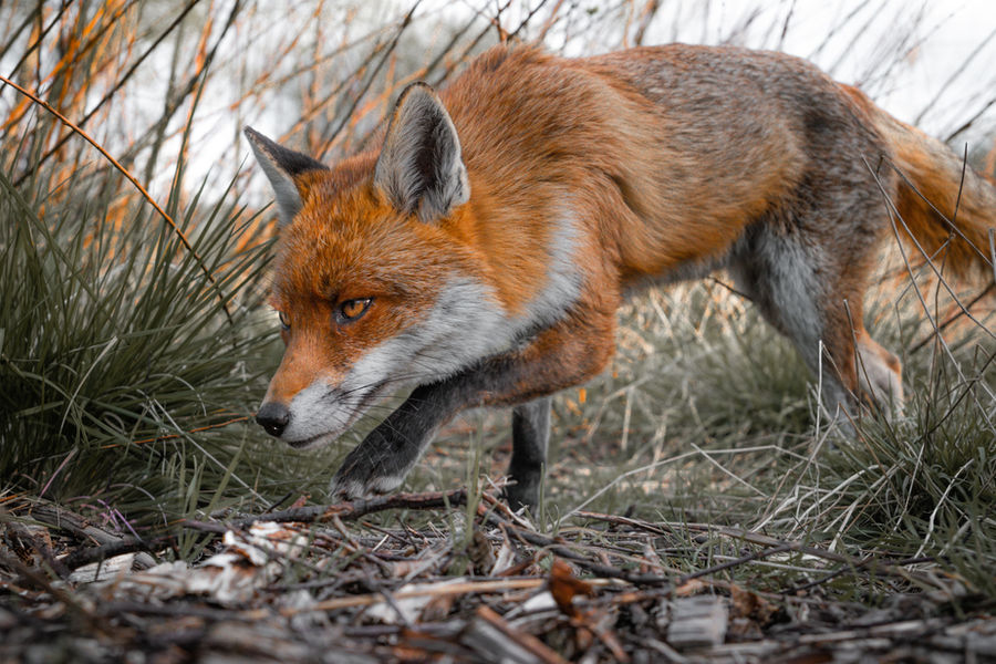 Wildlife photograph by Charlie Page