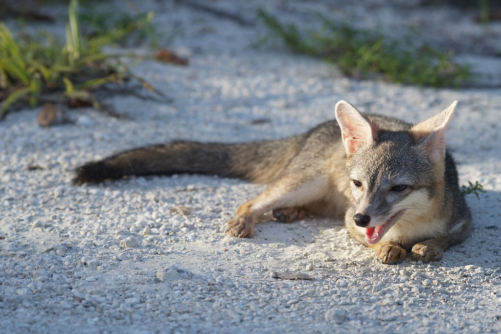 Cozumel Fox 1 PNG Large.jpeg