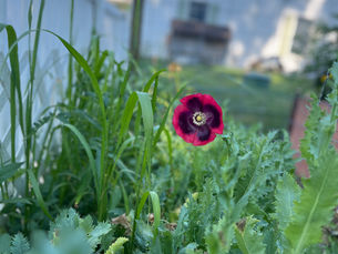 Homestead Gardening: Growing More Than Just Food