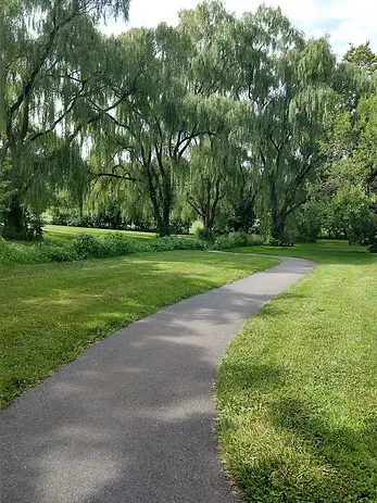 willows on the path