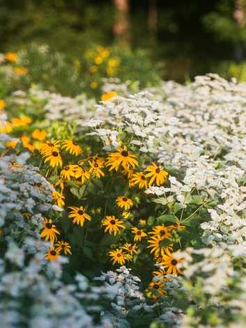 Yellow flowers blooming