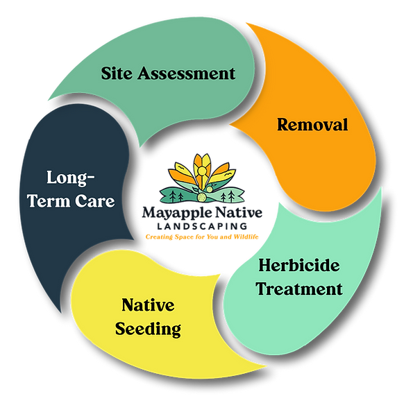 Mayapple Native Landscaping Woodland Restoration method
