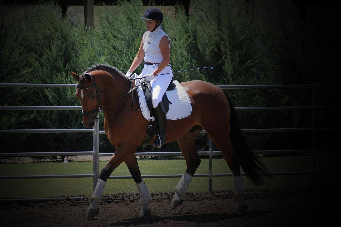 Dressage Horses for Sale, Oregon, Hidden Oaks Horses