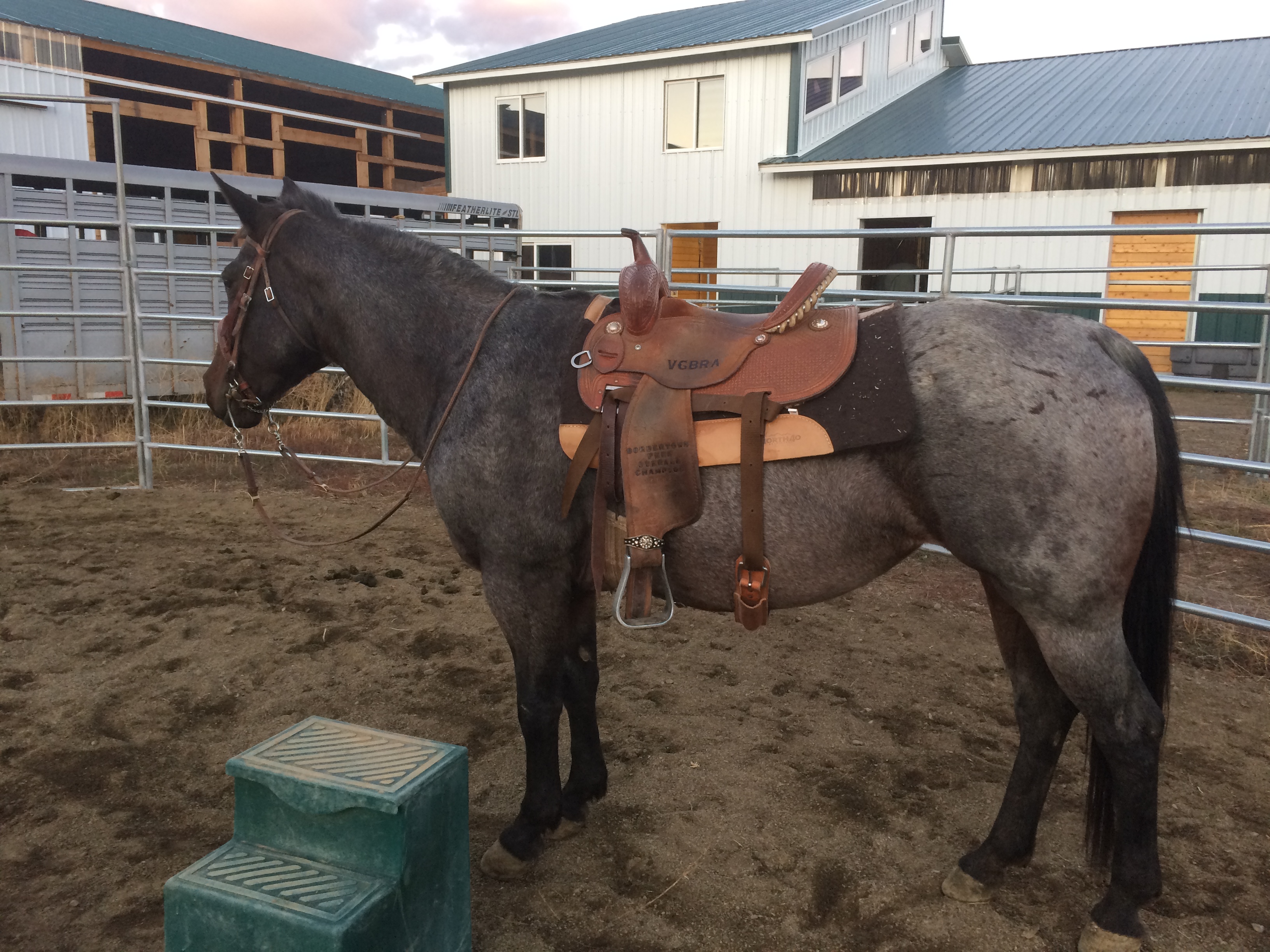 Horses For Sale In Oregon Craigslist 30 - u3prl4p
