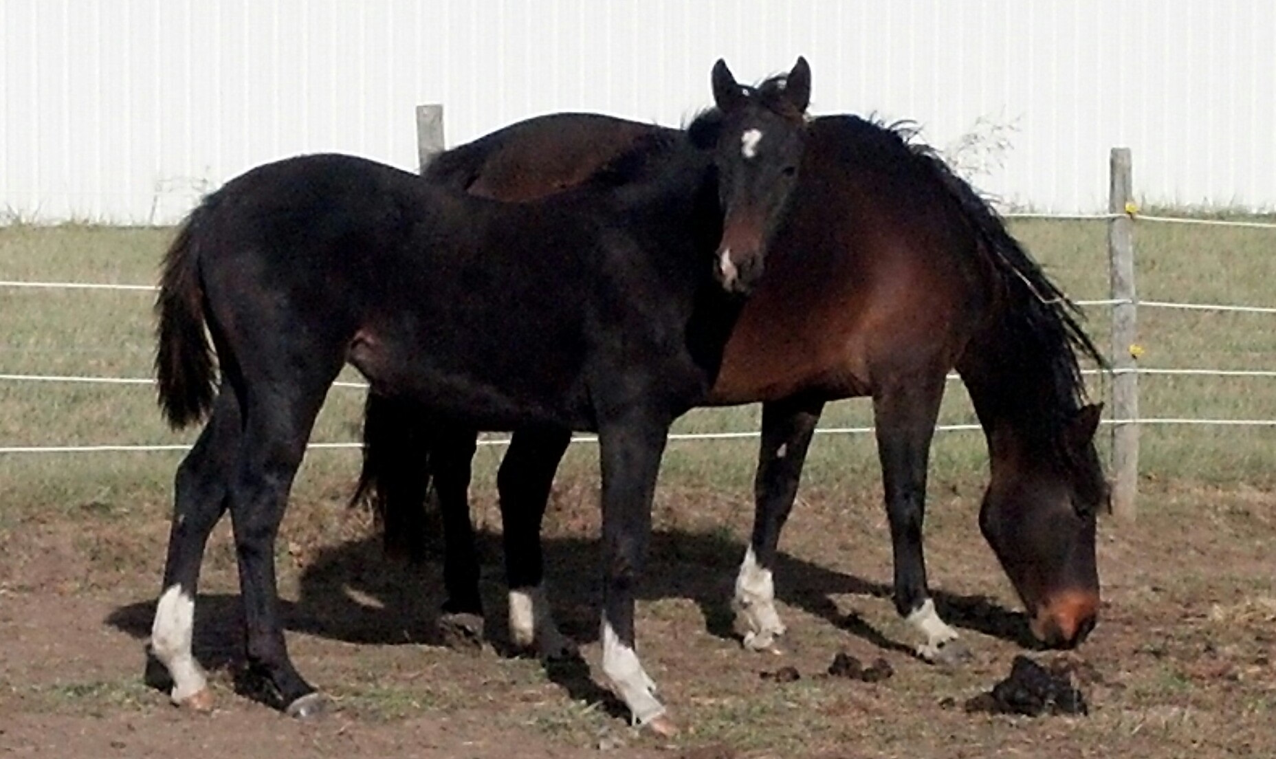 Dressage Horses for Sale, Oregon, Hidden Oaks Horses