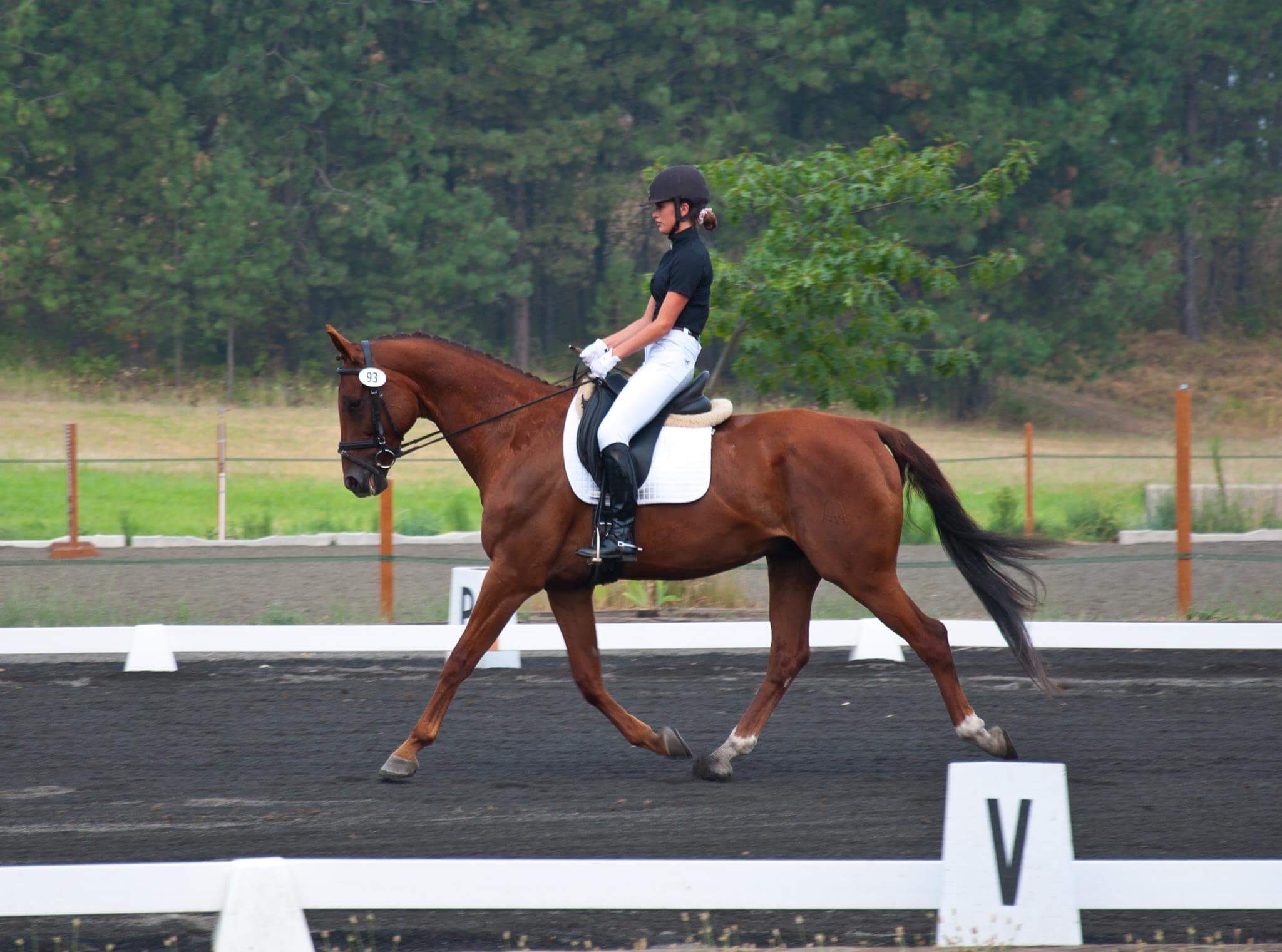 Horses For Sale In Oregon Craigslist 30 - 0e413ne
