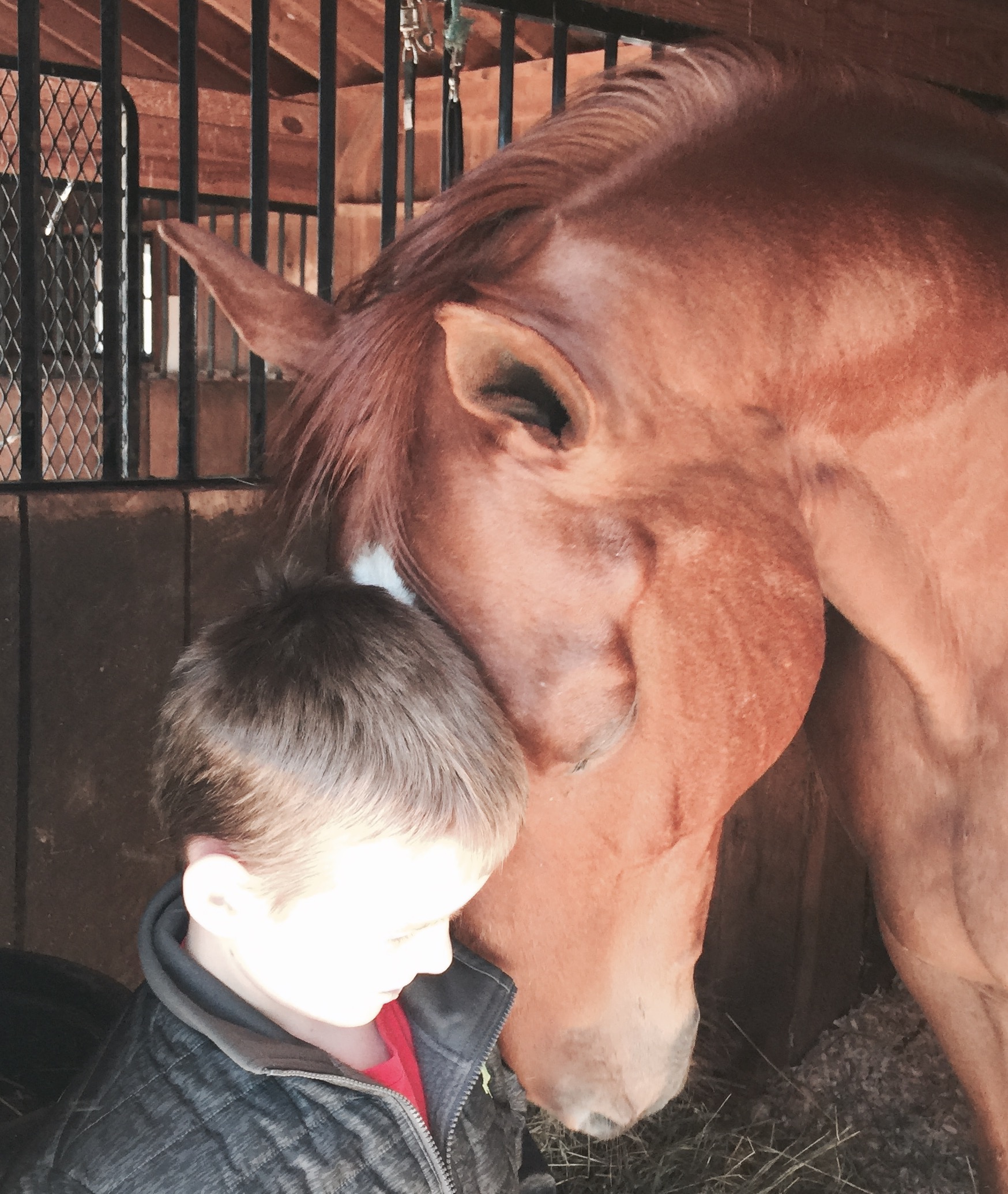 Horses For Sale In Oregon Craigslist 30 - yacy8my