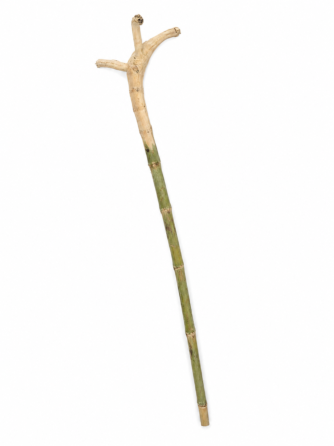 Traditional Danza Cane