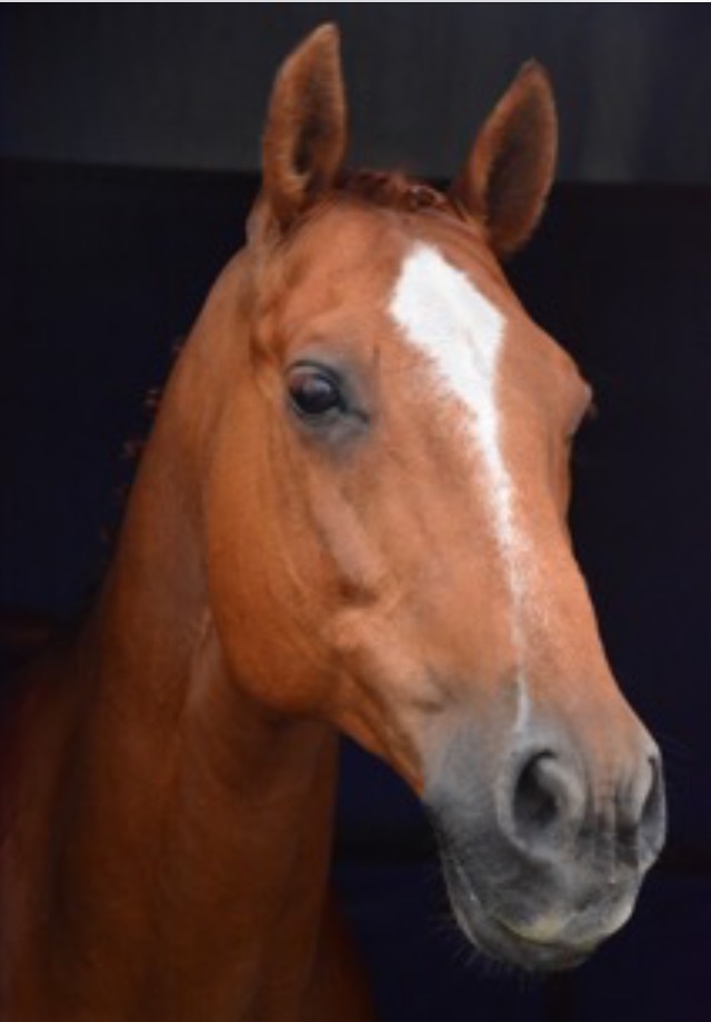 Dressage Horses for Sale, Oregon, Hidden Oaks Horses