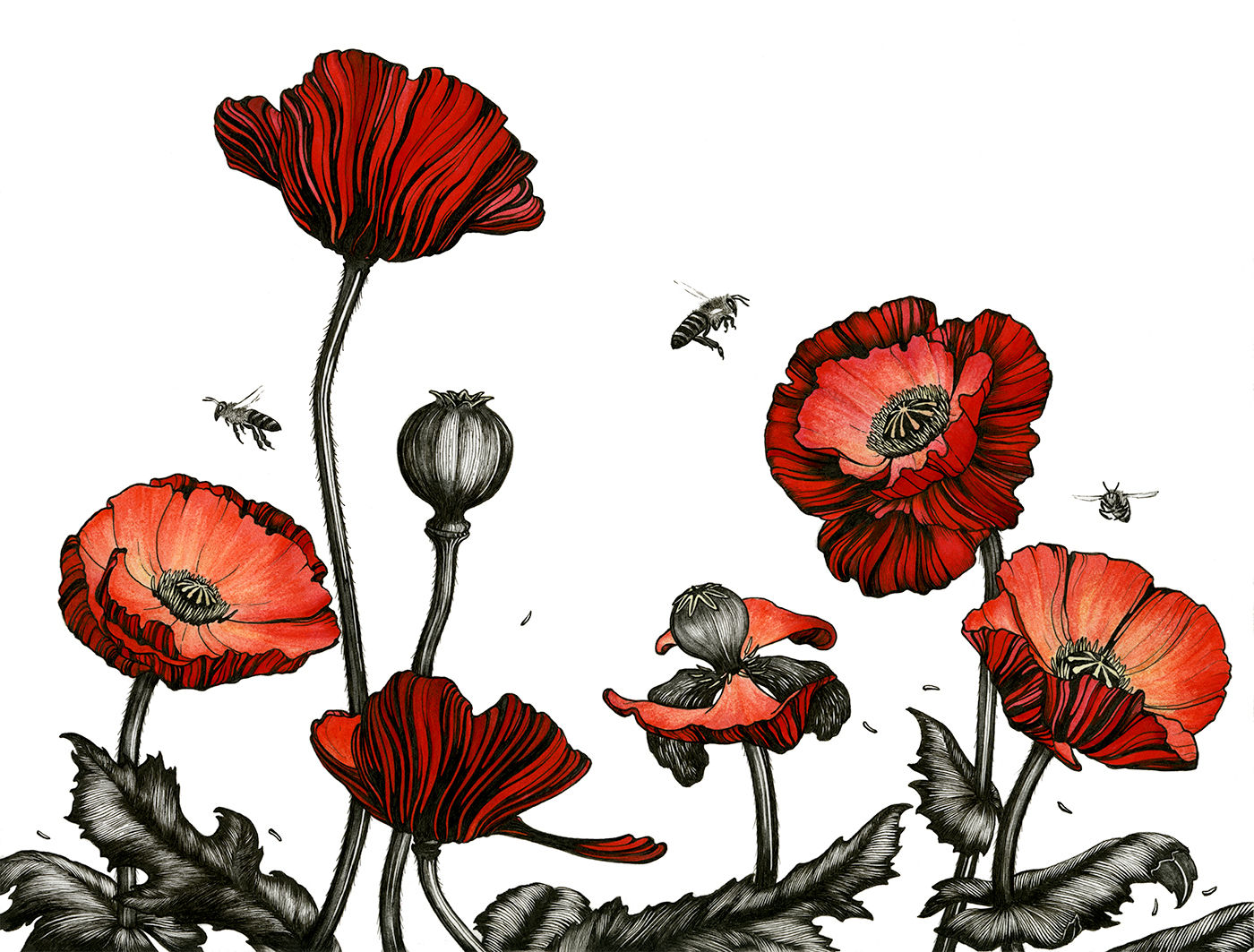 Poppies | Framed + Enhanced