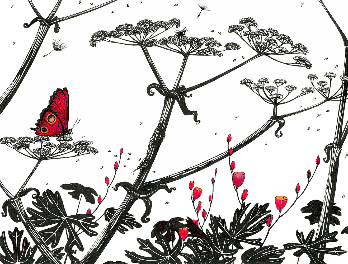 Butterfly with Cow Parsnip | Framed + Enhanced