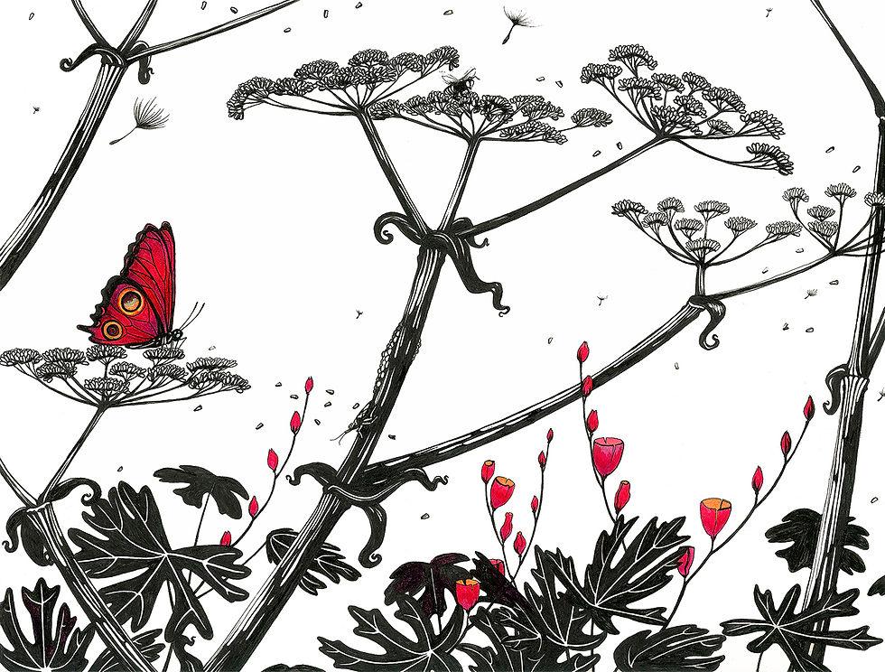 Butterfly with Cow Parsnip | Framed + Enhanced