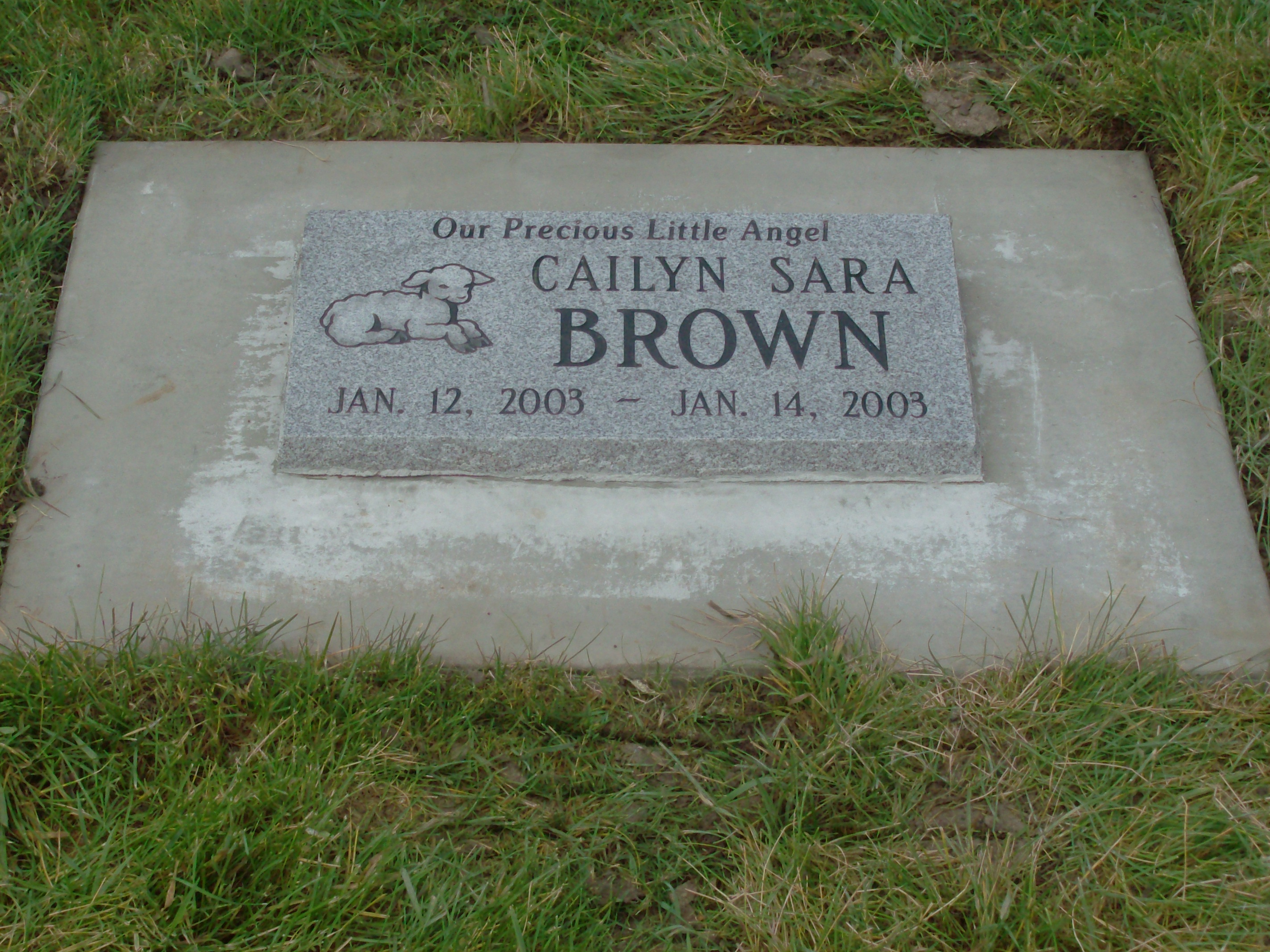 Brown-Lamb-Flat
