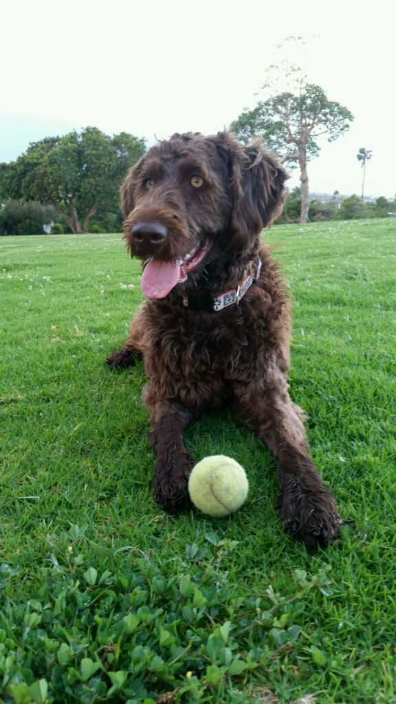Love that tennis ball