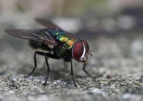 fly-3732499_960_720.jpg