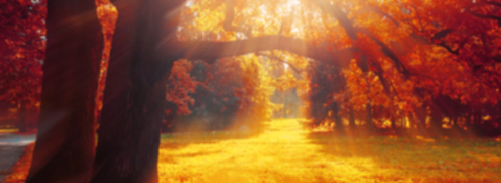 Autumn Trees in Sunny Park - 1026141830.