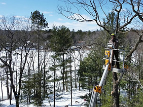tree_edited.jpg