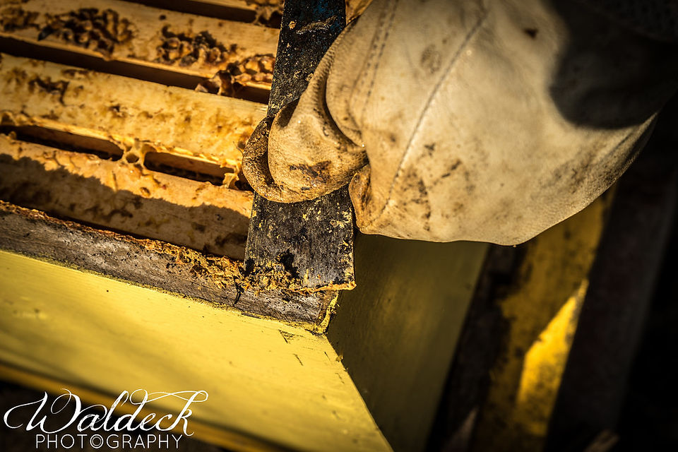 The bees put propolis (it's like hardened tree sap) on any nook or cranny that could make a draft_