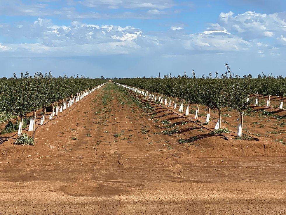 Acar Company Pty Ltd - Planting Almond Trees