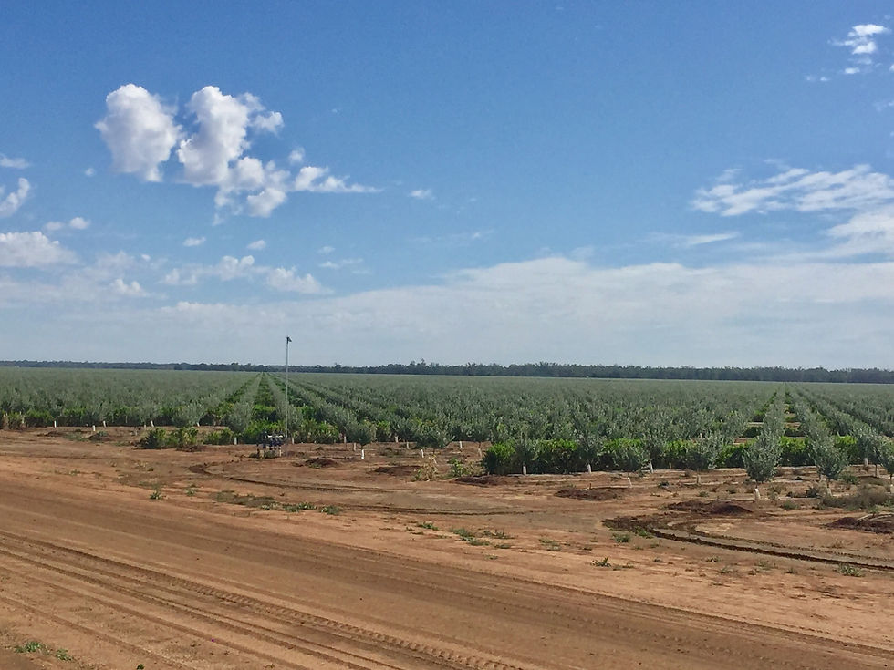 Acar Company Pty Ltd - Large Scale Planting