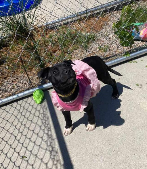 black rescue dog wearing sweater walking outdoors foster care Lucky Paws Rescu