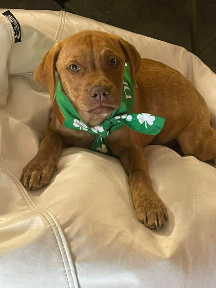 puppy wearing green bow in foster care Lucky Paws Rescue adoptable dog