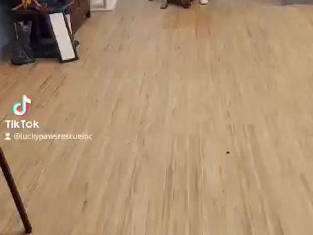 WE ARE LEARNING FAST.......