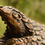Thumbnail: Sarah Richards - Pangolin - 12 of 15
