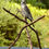 Thumbnail: Sarah Richards - Pygmy Falcon 2 -  9 of 15