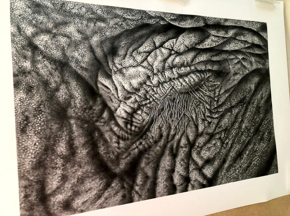 Thumbnail: Fiona Goldthorpe -  Elephant Eye - Silently