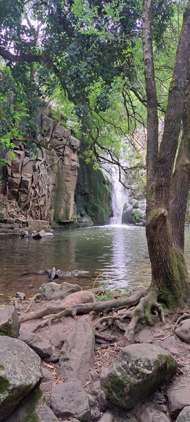 The pool, framed by exposed roots and rock