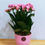 Miniatura: Kalanchoe Cachepot Colorido