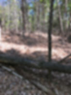 Invasive Vegetation Control