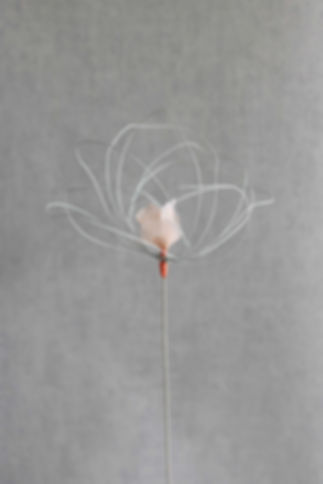 Pivoine blanche coeur saumon - A27